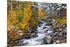 Fresh Snow on Aspens and Pines Along Bishop Creek, Inyo National Forest, California-Russ Bishop-Mounted Premium Photographic Print