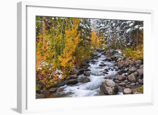 Fresh Snow on Aspens and Pines Along Bishop Creek, Inyo National Forest, California-Russ Bishop-Framed Photographic Print