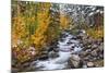 Fresh Snow on Aspens and Pines Along Bishop Creek, Inyo National Forest, California-Russ Bishop-Mounted Photographic Print