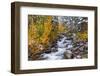 Fresh Snow on Aspens and Pines Along Bishop Creek, Inyo National Forest, California-Russ Bishop-Framed Photographic Print