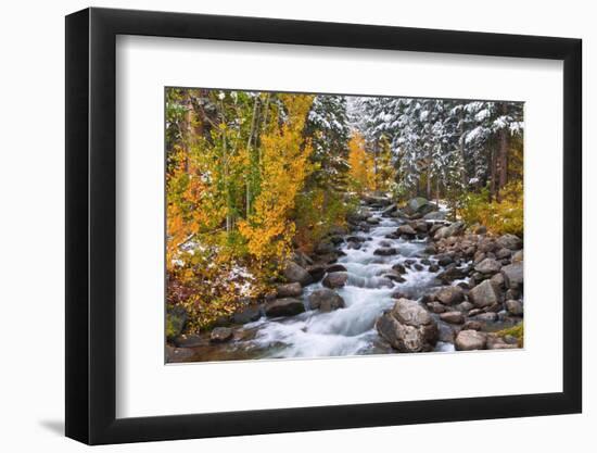 Fresh Snow on Aspens and Pines Along Bishop Creek, Inyo National Forest, California-Russ Bishop-Framed Photographic Print