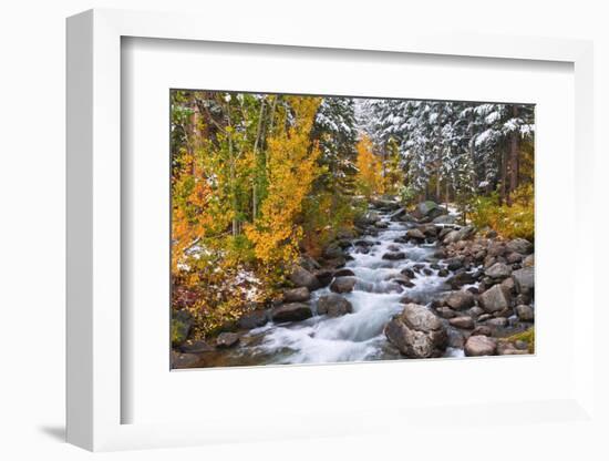 Fresh Snow on Aspens and Pines Along Bishop Creek, Inyo National Forest, California-Russ Bishop-Framed Photographic Print