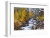 Fresh Snow on Aspens and Pines Along Bishop Creek, Inyo National Forest, California-Russ Bishop-Framed Photographic Print