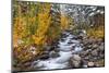 Fresh Snow on Aspens and Pines Along Bishop Creek, Inyo National Forest, California-Russ Bishop-Mounted Photographic Print