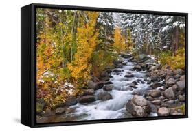 Fresh Snow on Aspens and Pines Along Bishop Creek, Inyo National Forest, California-Russ Bishop-Framed Stretched Canvas