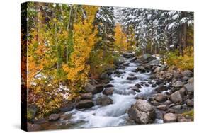 Fresh Snow on Aspens and Pines Along Bishop Creek, Inyo National Forest, California-Russ Bishop-Stretched Canvas