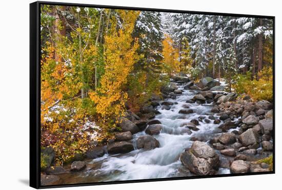 Fresh Snow on Aspens and Pines Along Bishop Creek, Inyo National Forest, California-Russ Bishop-Framed Stretched Canvas