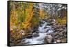 Fresh Snow on Aspens and Pines Along Bishop Creek, Inyo National Forest, California-Russ Bishop-Framed Stretched Canvas