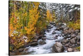 Fresh Snow on Aspens and Pines Along Bishop Creek, Inyo National Forest, California-Russ Bishop-Stretched Canvas