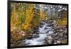 Fresh Snow on Aspens and Pines Along Bishop Creek, Inyo National Forest, California-Russ Bishop-Framed Photographic Print