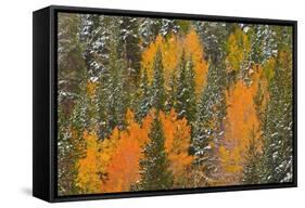 Fresh Snow on Aspens and Pines Along Bishop Creek, Inyo National Forest, California-Russ Bishop-Framed Stretched Canvas