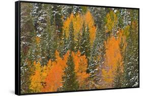 Fresh Snow on Aspens and Pines Along Bishop Creek, Inyo National Forest, California-Russ Bishop-Framed Stretched Canvas