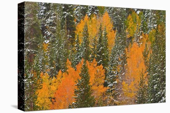 Fresh Snow on Aspens and Pines Along Bishop Creek, Inyo National Forest, California-Russ Bishop-Stretched Canvas