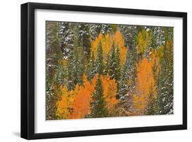 Fresh Snow on Aspens and Pines Along Bishop Creek, Inyo National Forest, California-Russ Bishop-Framed Photographic Print