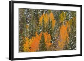 Fresh Snow on Aspens and Pines Along Bishop Creek, Inyo National Forest, California-Russ Bishop-Framed Photographic Print