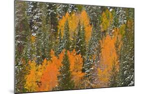 Fresh Snow on Aspens and Pines Along Bishop Creek, Inyo National Forest, California-Russ Bishop-Mounted Photographic Print