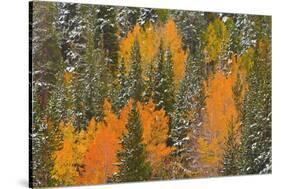 Fresh Snow on Aspens and Pines Along Bishop Creek, Inyo National Forest, California-Russ Bishop-Stretched Canvas