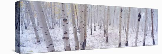 Fresh Snow on Autumn Aspens, Kebler Pass, Colorado, USA-Terry Eggers-Stretched Canvas