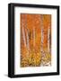 Fresh snow on fall aspens along Bishop Creek, Inyo NF, Sierra Nevada Mountains, California-Russ Bishop-Framed Photographic Print