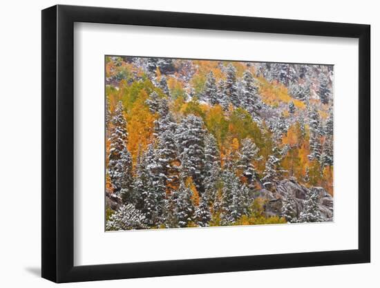 Fresh snow on fall aspens and pines along Bishop Creek, Inyo NF, Sierra Nevada Mountains, CA-Russ Bishop-Framed Photographic Print
