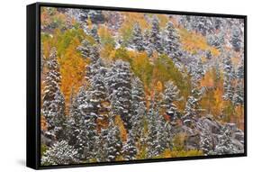 Fresh snow on fall aspens and pines along Bishop Creek, Inyo NF, Sierra Nevada Mountains, CA-Russ Bishop-Framed Stretched Canvas
