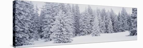 Fresh Snow on Pine Trees Taos County, NM-null-Stretched Canvas