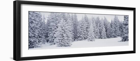 Fresh Snow on Pine Trees Taos County, NM-null-Framed Photographic Print