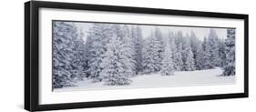 Fresh Snow on Pine Trees Taos County, NM-null-Framed Photographic Print