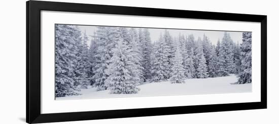 Fresh Snow on Pine Trees Taos County, NM-null-Framed Photographic Print