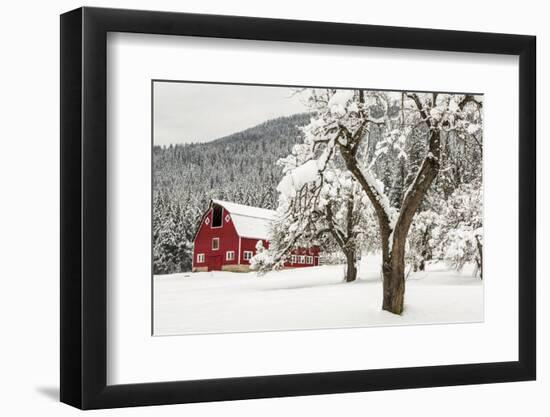 Fresh Snow on Red Barn Near Salmo, British Columbia, Canada-Chuck Haney-Framed Premium Photographic Print