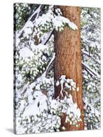 Fresh Snow on Red Fir Trees, Sierra Nevada Mountains, California, USA-Christopher Talbot Frank-Stretched Canvas