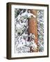 Fresh Snow on Red Fir Trees, Sierra Nevada Mountains, California, USA-Christopher Talbot Frank-Framed Photographic Print