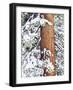 Fresh Snow on Red Fir Trees, Sierra Nevada Mountains, California, USA-Christopher Talbot Frank-Framed Photographic Print