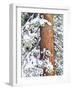 Fresh Snow on Red Fir Trees, Sierra Nevada Mountains, California, USA-Christopher Talbot Frank-Framed Photographic Print