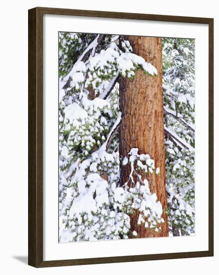 Fresh Snow on Red Fir Trees, Sierra Nevada Mountains, California, USA-Christopher Talbot Frank-Framed Photographic Print