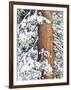 Fresh Snow on Red Fir Trees, Sierra Nevada Mountains, California, USA-Christopher Talbot Frank-Framed Photographic Print