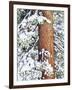 Fresh Snow on Red Fir Trees, Sierra Nevada Mountains, California, USA-Christopher Talbot Frank-Framed Photographic Print