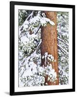 Fresh Snow on Red Fir Trees, Sierra Nevada Mountains, California, USA-Christopher Talbot Frank-Framed Photographic Print