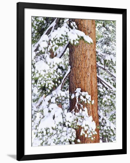 Fresh Snow on Red Fir Trees, Sierra Nevada Mountains, California, USA-Christopher Talbot Frank-Framed Photographic Print