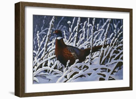 Fresh Snow - Ringneck Pheasant-Wilhelm Goebel-Framed Giclee Print