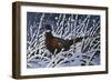 Fresh Snow - Ringneck Pheasant-Wilhelm Goebel-Framed Giclee Print