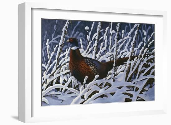 Fresh Snow - Ringneck Pheasant-Wilhelm Goebel-Framed Giclee Print