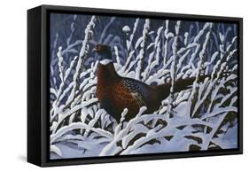 Fresh Snow - Ringneck Pheasant-Wilhelm Goebel-Framed Stretched Canvas