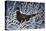 Fresh Snow - Ringneck Pheasant-Wilhelm Goebel-Stretched Canvas