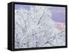 Fresh Snowfall on Birch, Burke Mountain, Vermont, USA-Darrell Gulin-Framed Stretched Canvas