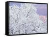 Fresh Snowfall on Birch, Burke Mountain, Vermont, USA-Darrell Gulin-Framed Stretched Canvas