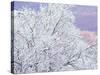 Fresh Snowfall on Birch, Burke Mountain, Vermont, USA-Darrell Gulin-Stretched Canvas