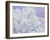 Fresh Snowfall on Birch, Burke Mountain, Vermont, USA-Darrell Gulin-Framed Premium Photographic Print