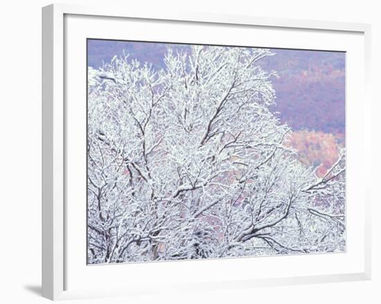 Fresh Snowfall on Birch, Burke Mountain, Vermont, USA-Darrell Gulin-Framed Photographic Print