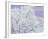 Fresh Snowfall on Birch, Burke Mountain, Vermont, USA-Darrell Gulin-Framed Photographic Print